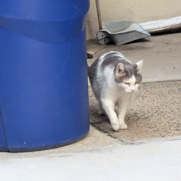Gray and white cat walking past a blue trash can on a sidewalk